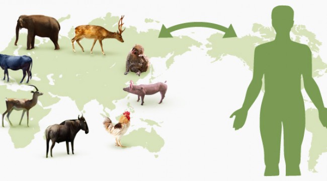 Zoonotik Hastalıkların Artışı ve Küresel Sağlık Tehditleri