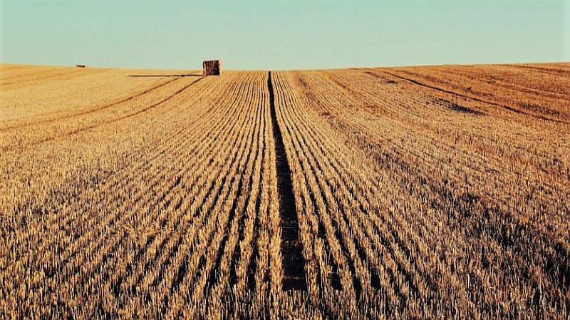 Sürdürülebilir Tarım: Geleceğin Gıda Güvencesi